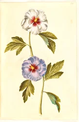 Hibiscus syriacus (rosa de Siria)