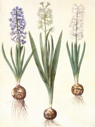 Hyacinthoides orientalis simp et pl