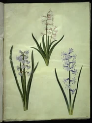 Hyacinthus orientalis (jacinto común)