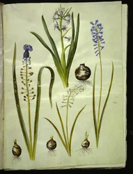 Hyacinthus orientalis (jacinto común); Muscari comosum (jacinto de penacho); Brimeura amethystina (jacinto pirenaico)