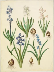 Jacinto oriental; Scilla amoena