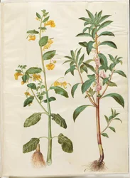 Impatiens noli-tangere (balsamina de primavera); Impatiens balsamina (balsamina de jardín)
