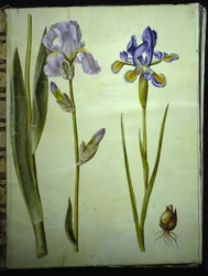 Iris ×germanica (iris de jardín); Iris xiphium (iris español)