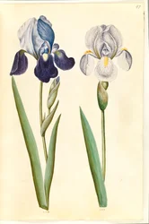 Iris ×germanica o Iris ×sambucina (?) (iris de jardín o iris de saúco); Iris ×germanica (iris de jardín)