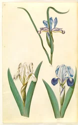 Iris graminea; Iris lutescens o Iris pumila (iris enano o iris bajo)