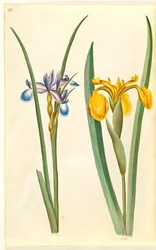 Iris graminea (iris de hoja de hierba); Iris pseudacorus (iris amarillo)