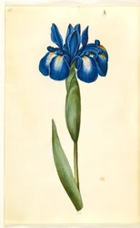 Iris latifolia (iris inglés)
