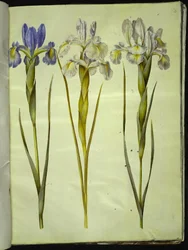Iris latifolia (iris inglés)