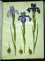 Iris latifolia (iris inglés)