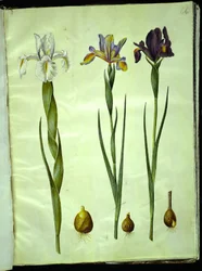 Iris latifolia (iris inglés); Iris xiphium (iris español)