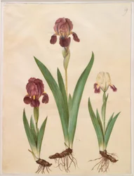 Iris ×lurida (híbrido de iris)
