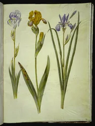 Iris pallida (iris pálido); Iris variegata (iris variado); Iris sibirica (iris siberiano)
