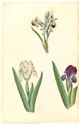 Iris persica (iris persa); Iris lutescens o Iris pumila (?) (iris enano o iris bajo)