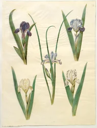 Iris pumila (iris enano) o Iris lutescens (iris enano); Iris graminea (iris de hoja de hierba)
