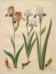 Iris ×sambucina (iris de saúco); Iris ×amoena (iris híbrido)