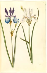 Iris sibirica (iris siberiano)