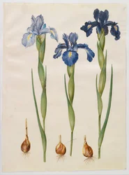 Iris xifioides