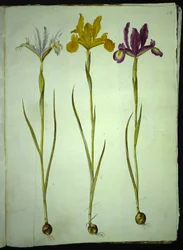 Iris xiphium (iris español)