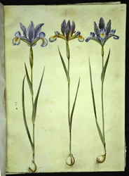 Iris xiphium (iris español)