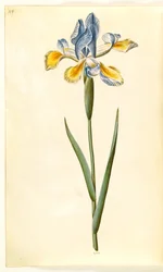 Iris xiphium (iris español)