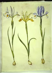 Iris xiphium (iris español) o Iris latifolia (iris inglés); Iris xiphium (iris español)