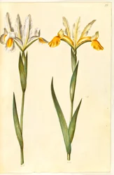 Iris xiphium, posiblemente Iris latifolia (iris español o iris inglés)
