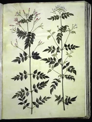 Jasminum officinale (jazmín común)