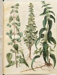 Urtica pilulifera (ortiga romana); Urtica urens (pequeña ortiga); Urtica dioica (gran ortiga)