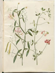 Lathyrus sylvestris; Lathyrus tuberosus
