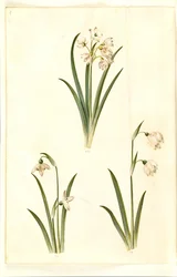 Leucojum aestivum (campanilla de verano); Galanthus nivalis (campanilla de invierno); Leucojum vernum (campanilla de primavera)
