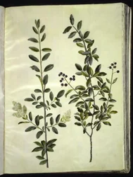 Ligustrum vulgare (aligustre común)
