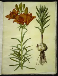 Lilium bulbiferum (lirio de fuego)