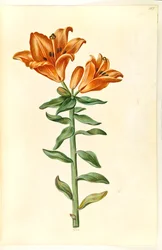 Lilium bulbiferum (brand-lilje)