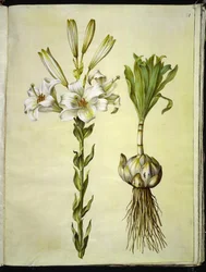 Lilium candidum (lirio de Madonna)