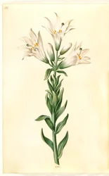 Lilium candidum (lirio de la madonna)