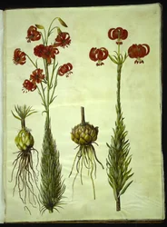 Lilium chalcedonicum (lirio turco rojo)