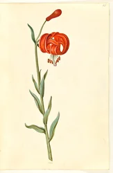 Lilium chalcedonicum