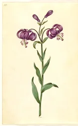 Lilium martagon (lirio de martagón)