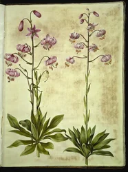 Lilium martagon (krans-lilje)
