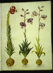 Lilium pomponium (lirio pompon); Lilium martagon (lirio martagón)