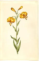 Lilium pyrenaicum (lirio pirenaico)