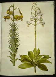 Lilium pyrenaicum (lirio pirenaico); Lilium martagon (lirio martagón)