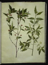 Lonicera alpigena (madreselva alpina); Euonymus europaeus (bonetero común)