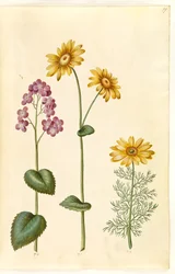 Lunaria annua (monedas de Judas); Doronicum pardalianches (dorónico de hojas de corazón); Adonis vernalis (adonis de primavera)
