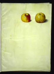 Malus domestica (manzana común)