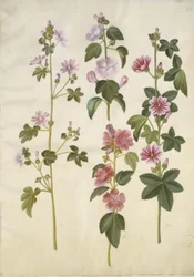 Malva sylvestris (malva común); Lavatera thuringiaca (malva de Thuringia)