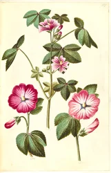 Malva sylvestris (malva común); Lavatera trimestris (malva real)