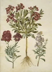Matthiola incana (alhelí de invierno)
