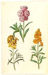 Matthiola incana (alhelí de invierno); Erysimum cheiri (alhelí amarillo)