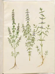 Mentha pulegium (poleo-menta); Mentha cervina (menta de ciervo); Mentha (especie de menta)